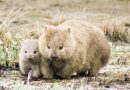 Bohaterskie wombaty ratują inne zwierzęta przed suszą, kopiąc kratery