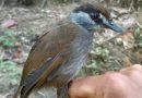 Ptak uważany za wymarły od 170 lat, został zauważony na Borneo