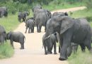 RPA. Stado słoni zdeptało kłusownika