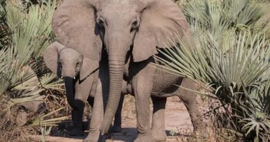 Kłusownictwo sprawiło, że słonie zaczęły się rodzić bez ciosów