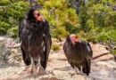 Zdumiewające odkrycie. Dwa ptaki z zagrożonego gatunku przyszły na świat bez udział samca
