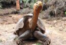 100-letni żółw słoniowy spłodził 800 dzieci i uratował swój gatunek