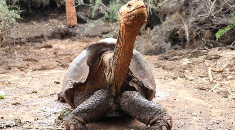 żółw słoniowy