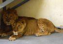 Lwy i tygrysy z kijowskiego zoo są już w Poznaniu