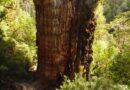 Ma prawdopodobnie 5484 lata. W Chile odnaleziono najstarsze drzewo świata