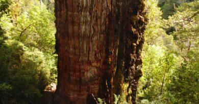 Ma prawdopodobnie 5484 lata. W Chile odnaleziono najstarsze drzewo świata