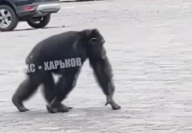 Niesamowita historia z Charkowa. Szympans wrócił do zoo… na rowerze!